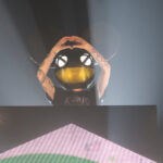 Deadmau5 (fot. Sterling Munksgard / Shutterstock.com)